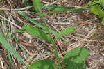 Carolina false vervain